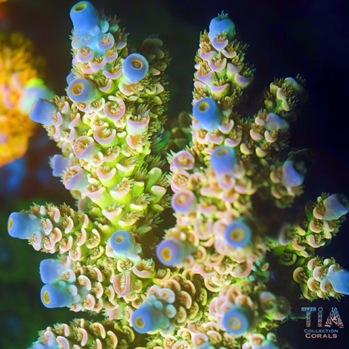 TIA Lemon Peaks Acropora (cut to order）