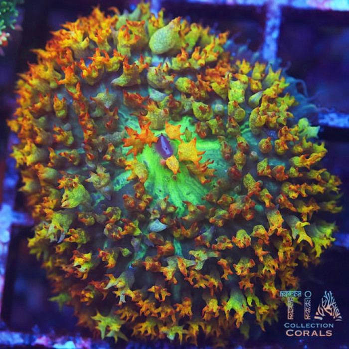 TIA Radioactive Sunset St. Thomas Mushroom