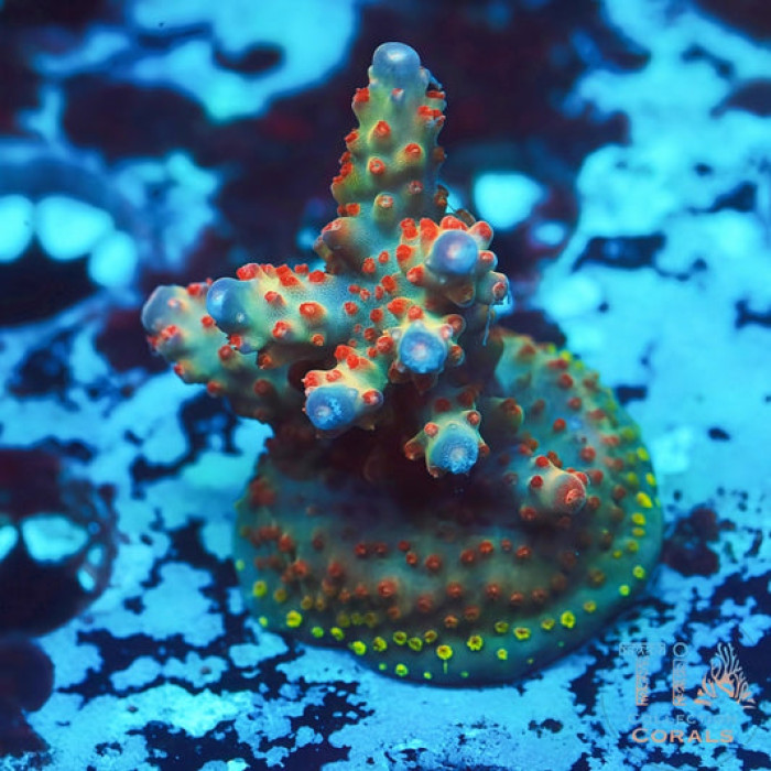 POTO After Burner Acropora