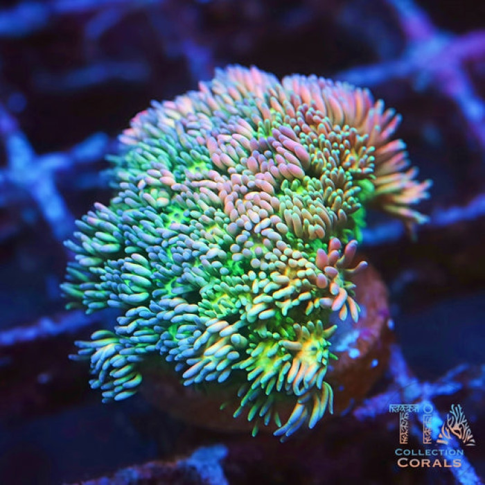 TIA Cotton Candy Goniopora