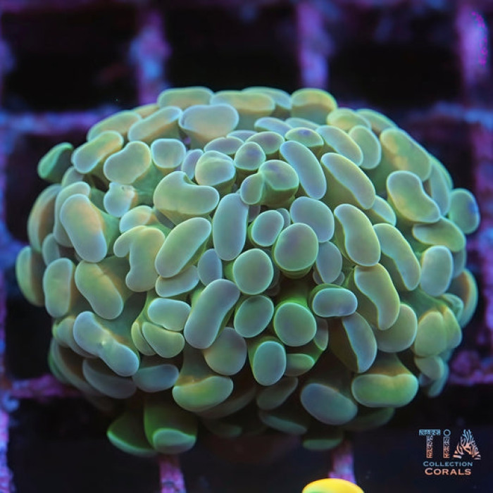 New TIA Sky Mist Hammer