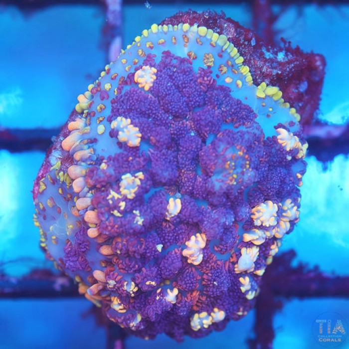 Purple Magic Rhodactis Mushroom