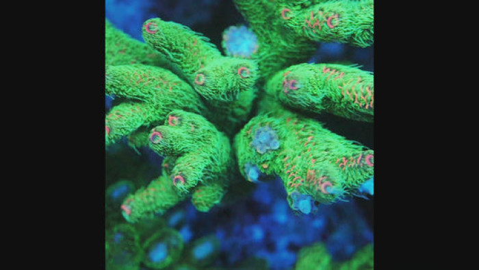 TIA Salix Acropora Colony (cut to order）