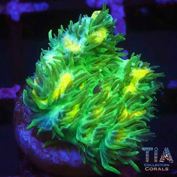 JF Limelight Hydnophora