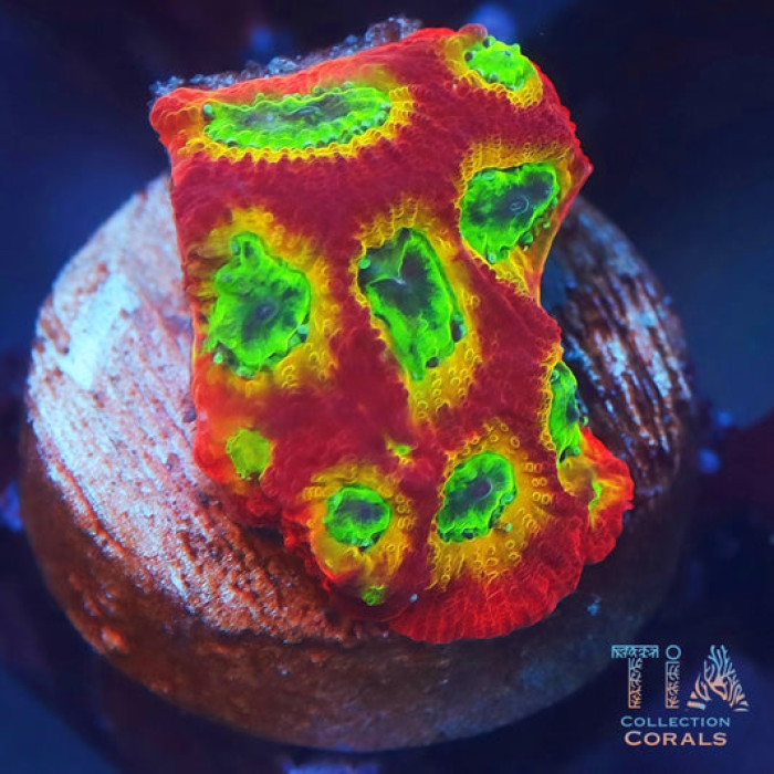 TIA Amazing Spicy Favia