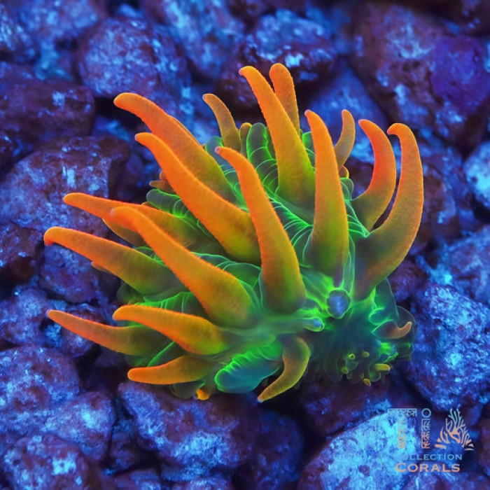 TIA Ember Nectar Plate