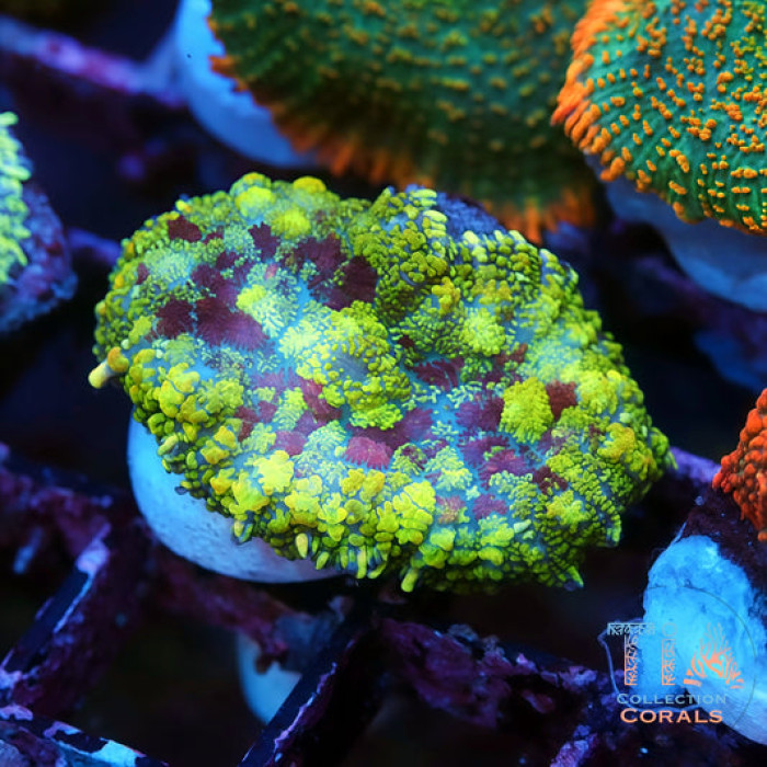 TIA Dragonheart Mushroom