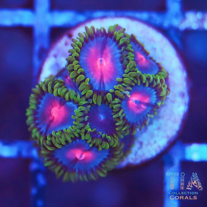 Miami Vice Zoanthids