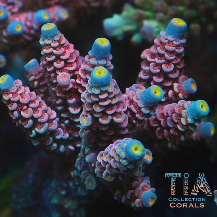 TIA Mirage Tenius Colony (cut to order)