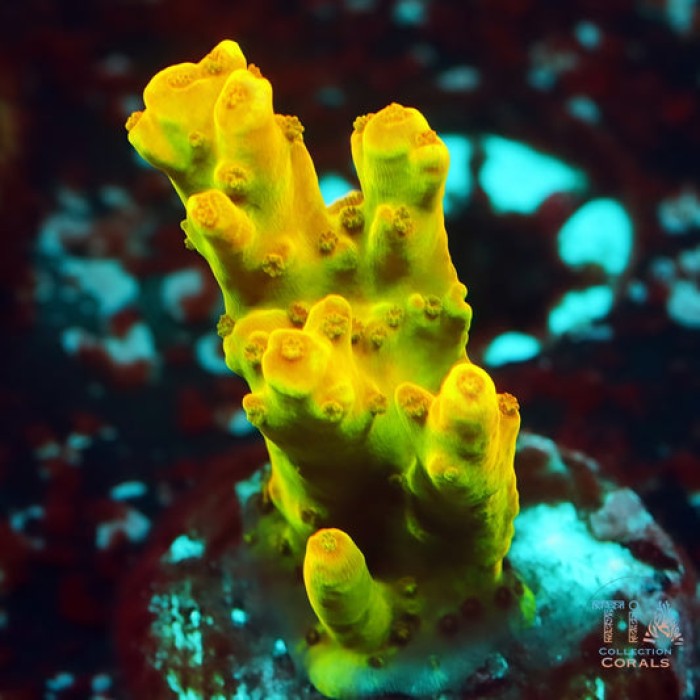 Golden Jawdropper Acropora Frag