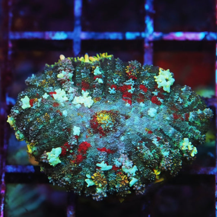 Cosmic Frost Bounce Mushroom