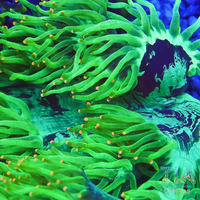 Biota Aquaculture Elegance