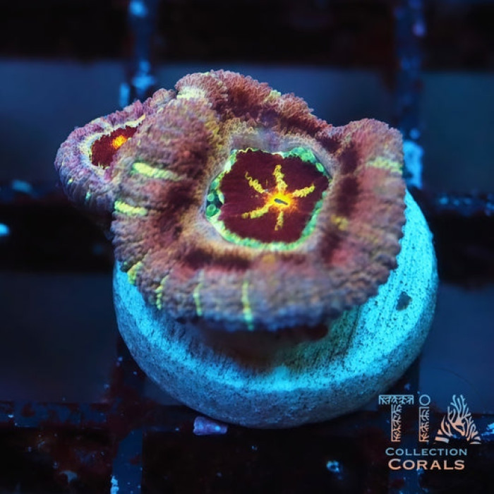 New Purple Ultra Rainbow Acan Frag