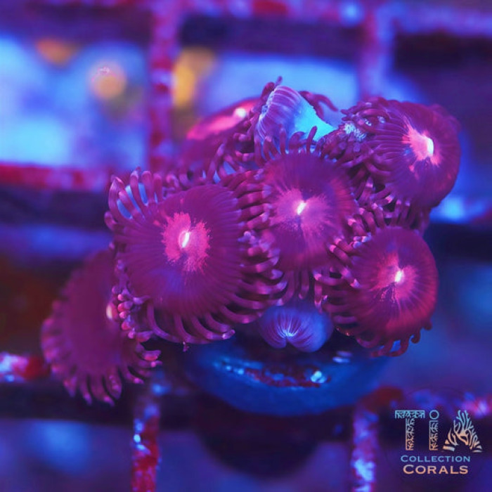 Alien Explosion Zoanthids