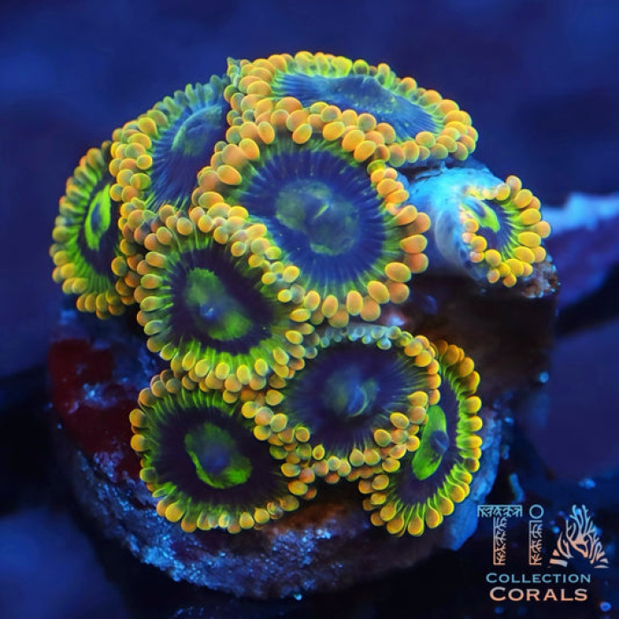 Rainbow Yoda Zoanthids
