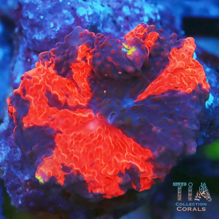 Gold Rim Dead Pool Mushroom