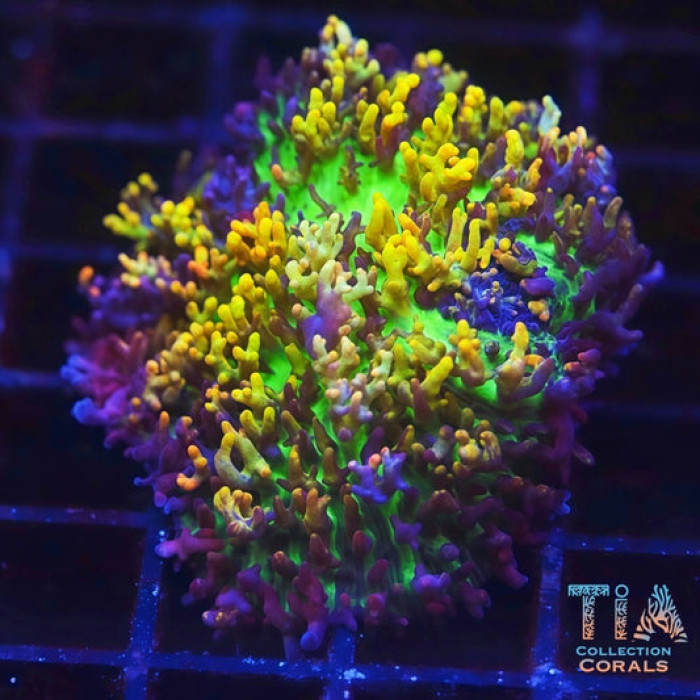 Magic Carpet Mushroom XL