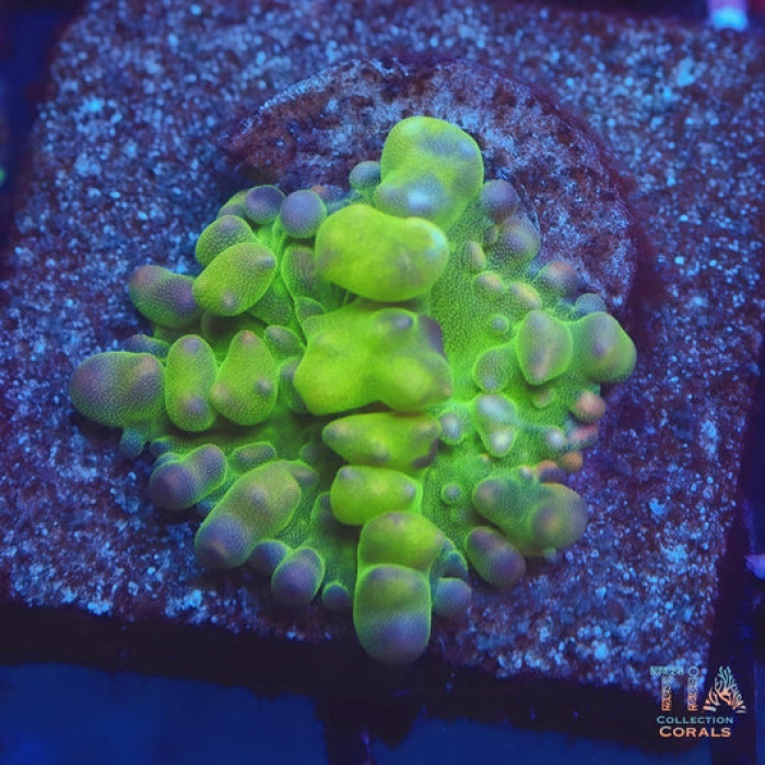 Lemon Head Bounce Mushroom