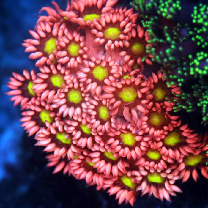 Cherry Blaze Goniopora (cut to order)