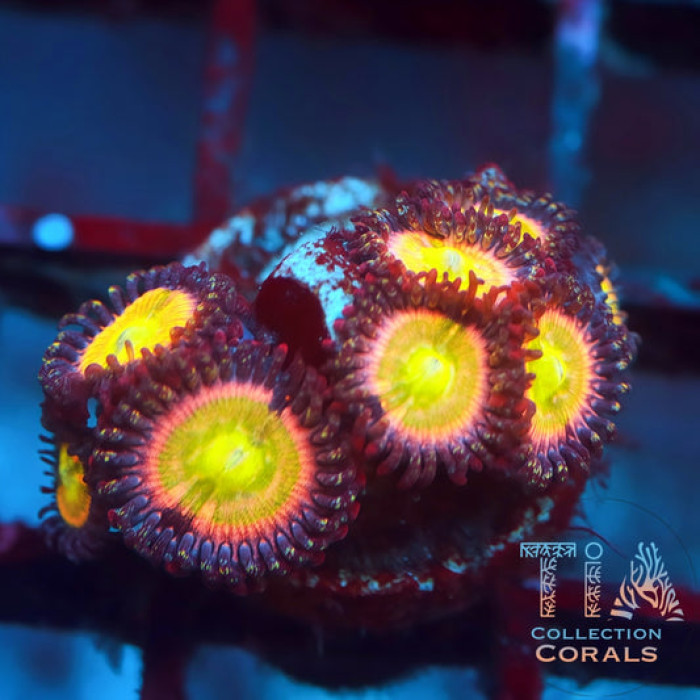 TIA Peach Glint Zoanthids