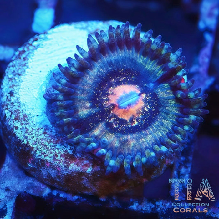 TIA Blue Supernova Zoanthids Frag