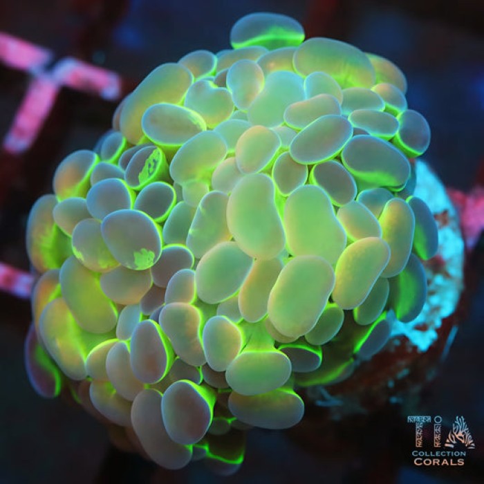 Grade A Hologram Hammer coral showing beautiful green and gold coloration under reef tank lighting