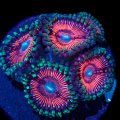 Cotton Candy Zoanthids