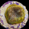 Yellow Porites
