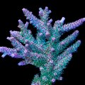 24k Millepora