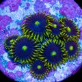 Blue Steel Zoa