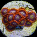 Fiji Solar Flare Zoa