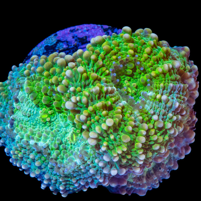 Acanthastrea Echinata