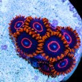 Red Hornet Zoanthids