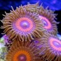 Agent Orange Zoanthids