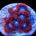 Superman Zoa