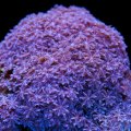Blue Clove Polyps