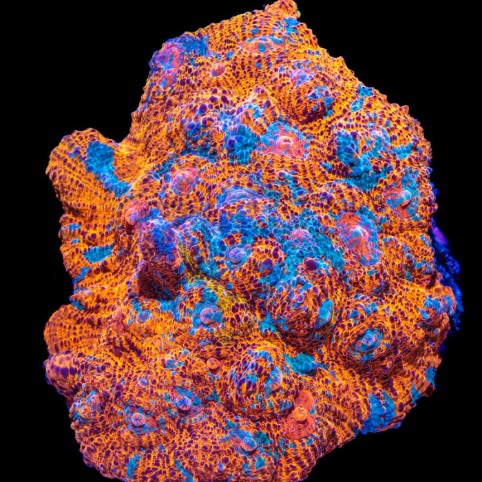 Nacho Cheese Chalice