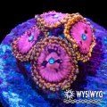 Pink Diamond Zoanthid
