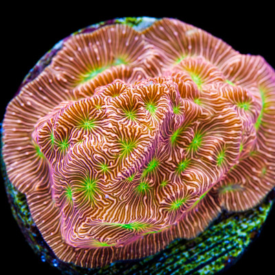 Jack-o-Lantern Leptoseris