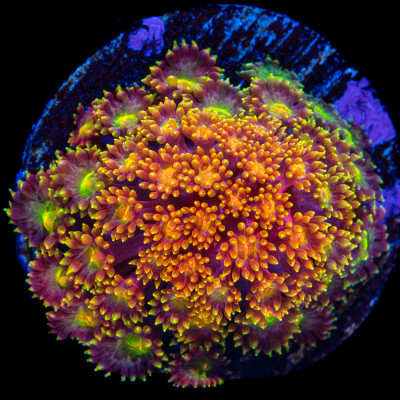 Rainbow Micro Goniopora