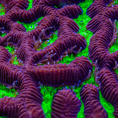 Toxic Green Platygyra