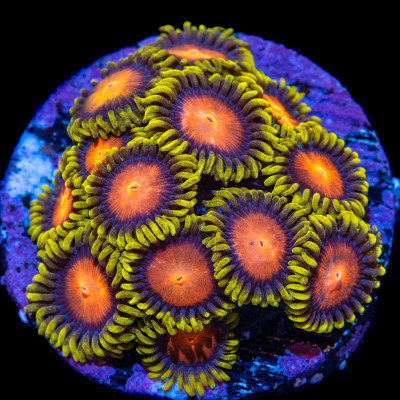 Fiji Hyper Color Zoanthids
