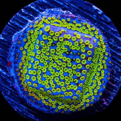 Poker Star Montipora