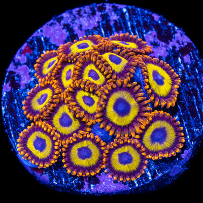 Fruit Loops Zoanthids