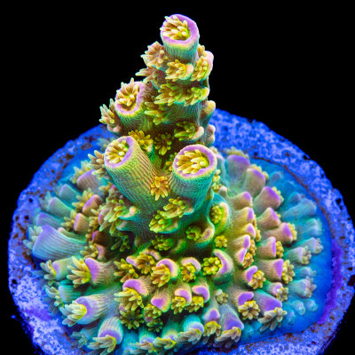 Walt Disney Acropora tenuis