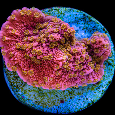 Sunburst Montipora