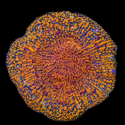 Cloudberries Chalice