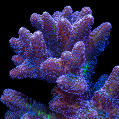 Bird of Paradise Seriatopora