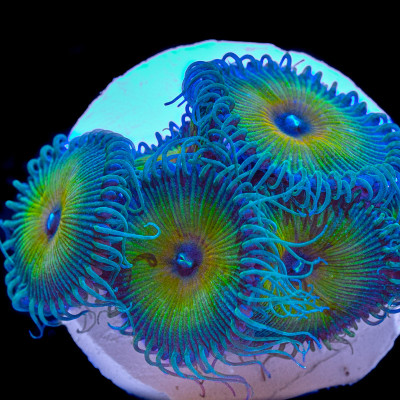 Captain Jerk Palythoas