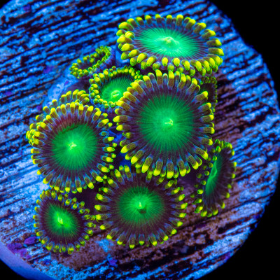 Radioactive Dragon Eye Zoanthids